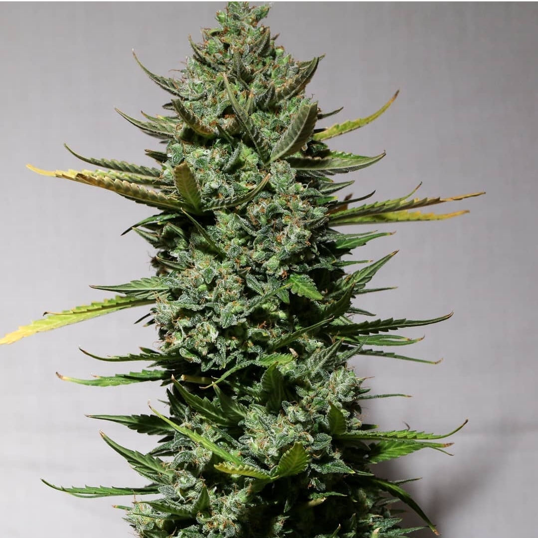 Auto Flower King Gorilla 